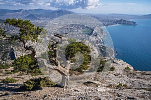 Mountain pines on the slope of mount Sokol Falcon in Republic of Crimea. Back sea