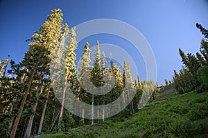 Mountain Pines in Telluride, Colorado Sunset