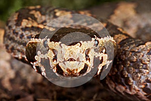 Mountain pitviper