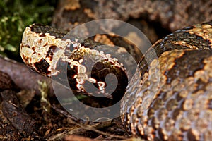 Mountain pitviper