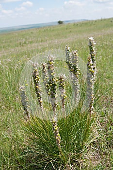 Mountain plant Crimean asfodelina lat. Asphodeline taurica