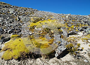 Mountain plants