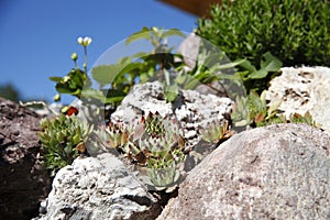 Mountain plants