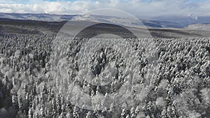 The mountain plateau is covered with dense forest, a beautiful winter landscape from a height