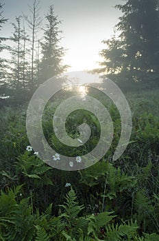 Mountain plateau landscape
