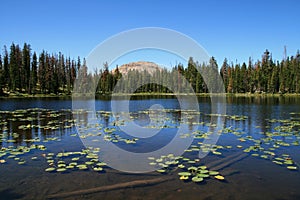 Mountain pond