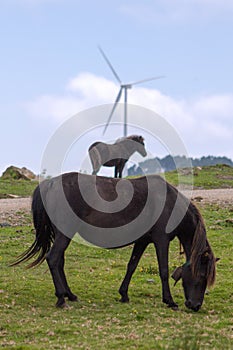 Mountain pony mare and foal grazing with a windmill in the background.