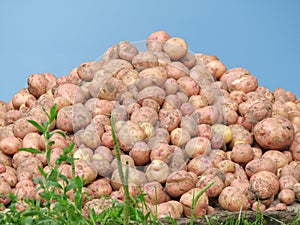 Mountain of a potato