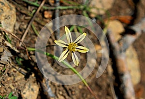 Mountain Pretty Face, Tuolumne Meadows, Yosemite National Park