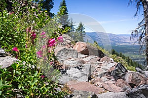 Mountain pride Penstemon newberryi wildflowers growing on the side of a hiking trail, Siskiyou County, Northern California