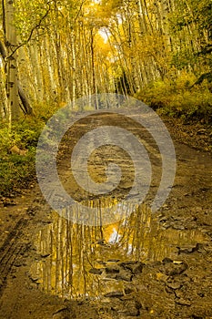 Mountain Puddle in the Colorado Mountains during the Fall season