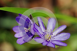Mountain Purple flowers - Hepatica transsilvanica. Spring background