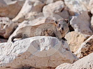 Mountain rabbit - daman - sitting between rocks on the morning photo