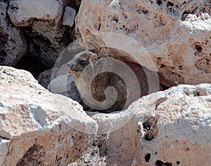 Mountain rabbit sitting between rocks on the morning in Rosh Han