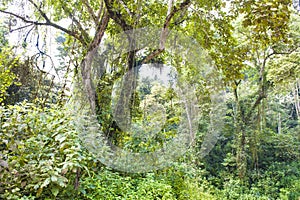 Mountain Rainforest Uganda