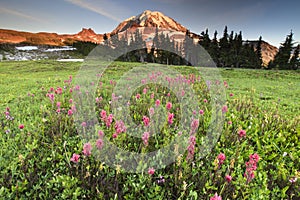 Mountain Rainier National Park