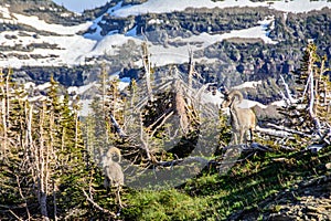 Mountain ram in Glacier National Park, Montana USA