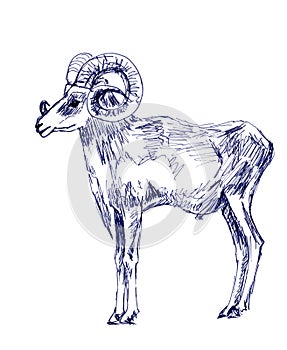 Mountain ram, graphic black and white drawing on a white background, zoological sketch
