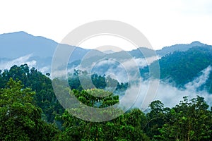 Mountain range area with tropical trees and low clouds after rain in Gua Musang, Kelantan, Malaysia