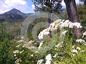 Mountain range Badulla sri lanka