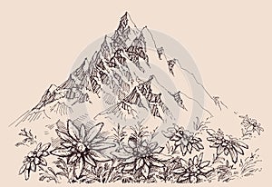 Mountain range and edelweiss flowers