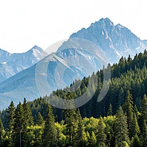 Mountain range with a forest isolated