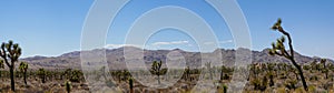 Mountain range and Joshua Trees under clear blue sky Panoramic view