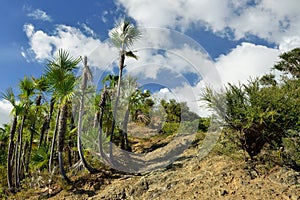 Mountain range Sierra Maestra on Cuba photo