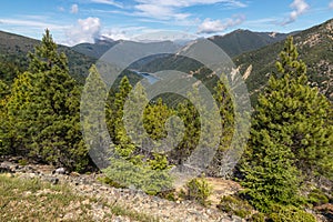 Mountain ranges with pine trees forest in Mount Richmond Forest Park, New Zealand