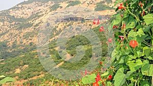 Mountain Ranges of Western Sahyadri Ghats of Maharashtra, India