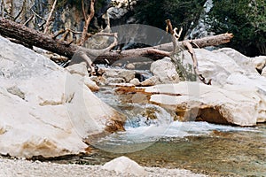 Mountain rapids with old fallen ash tree over the river. Tree trunk bridge over the mountain river in the canyon. Old