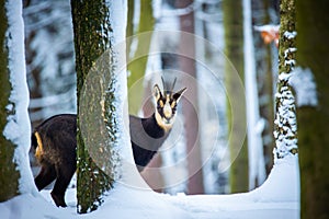 Mountain rare chamois in the snowy forest of the Luzickych Mountains photo