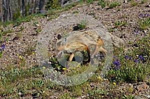 Mountain Red Fox living at high elevations with yellow and cream colored fur.