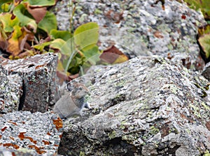 Mountain red pied pipit or Ochotona rutila that feeds on grass among rocks