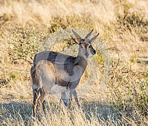 Mountain Reedbuck