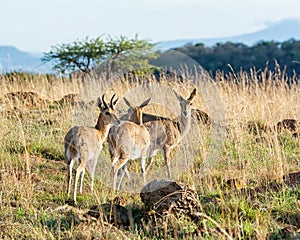 Mountain Reedbuck