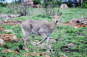 A Mountain Reedbuck