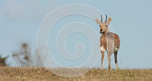 Mountain Reedbuck ram poses in South Africa