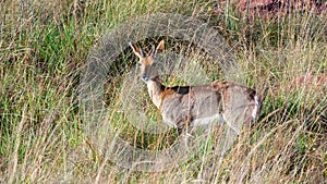 Mountain Reedbuck (Redunca fulvorufula) Marakele National Park, South Africa