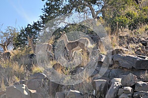 Mountain reedbuck