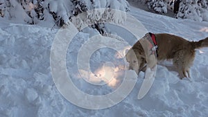 Mountain rescue dog 4k