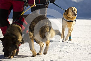 Mountain rescue dogs