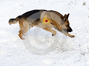 Mountain Rescue Service dog at Bulgarian Red Cross during a training.