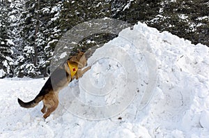 Mountain Rescue Service dog at Bulgarian Red Cross during a training.