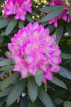 Mountain Rhododendron â€“ Rhododendron catawbiense