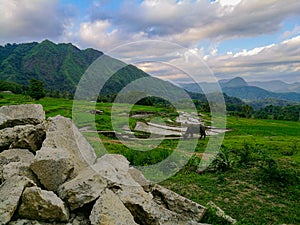 Mountain and rice field