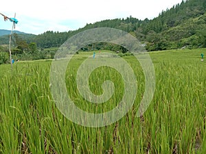 Mountain and Rice Field in the urban village