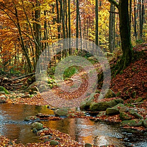 mountain river in autumn forest