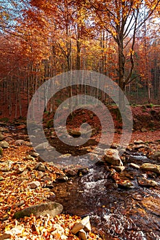 Mountain river in the autumn forest