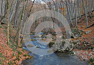 The mountain river in beechen autumn wood